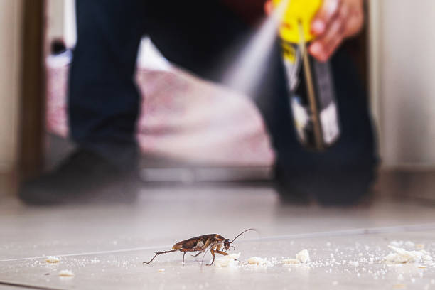 Best Best Pest Control Companies  in San Felipe, TX